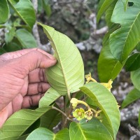 Stemonoporus gardneri Thwaites